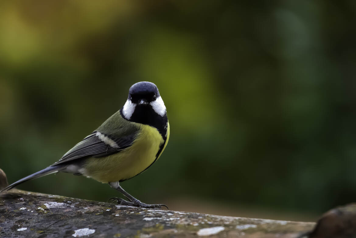 La Mésange charbonnière !