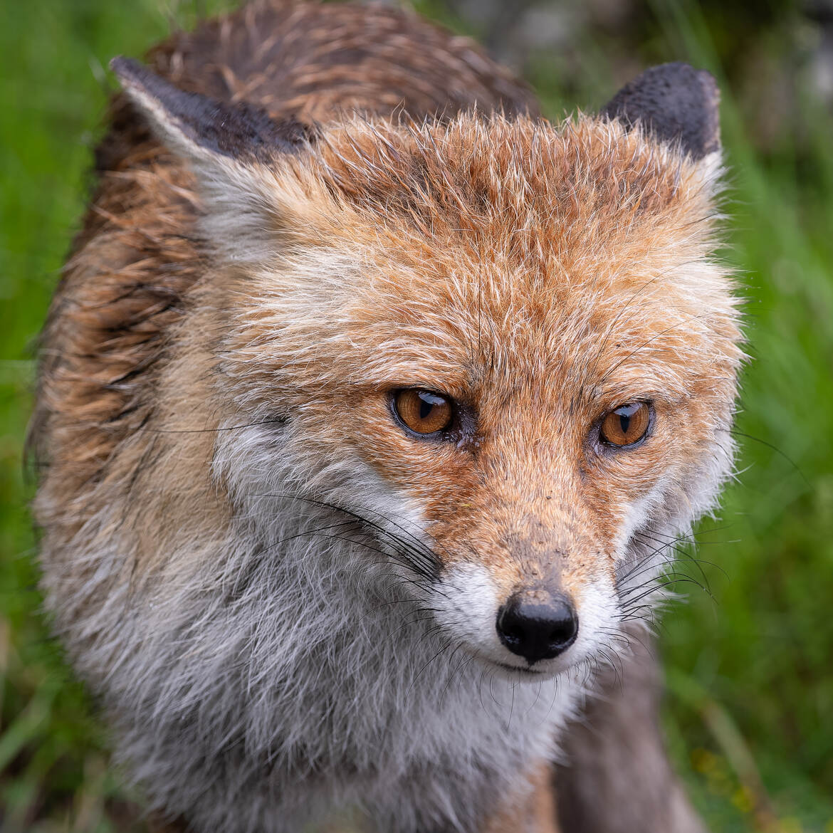 Goupil en portrait.