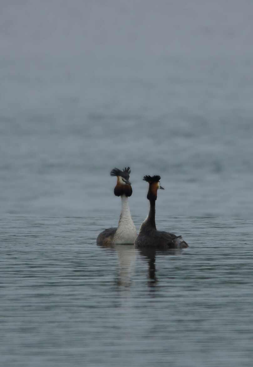GREBES HUPPES