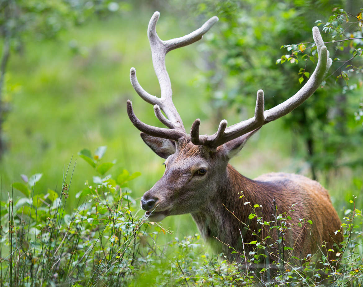 Sa Majesté le roi de la forêt