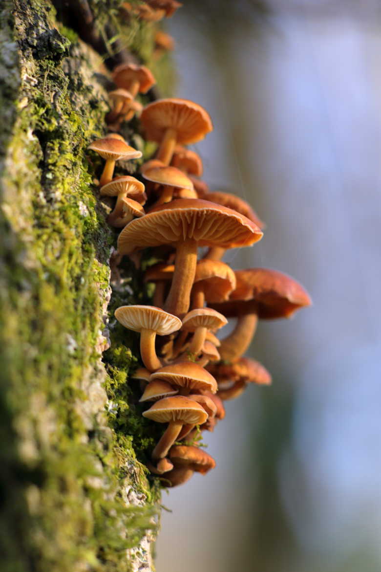 Micro champignons