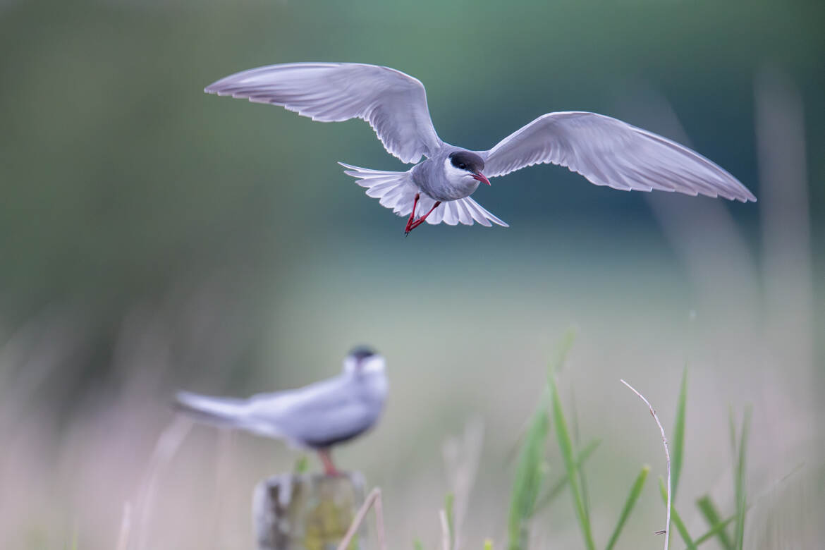 Survolant la roselière