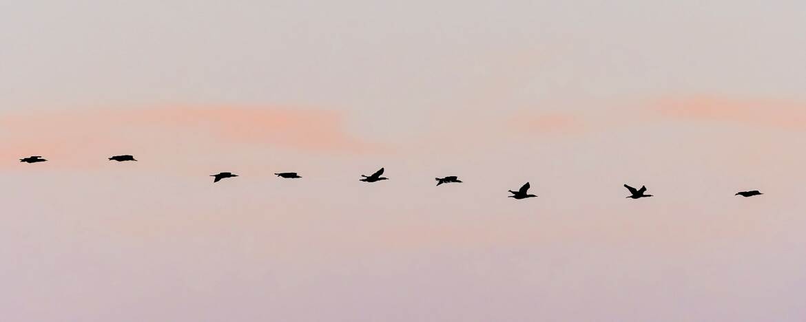 Rassemblement au coucher