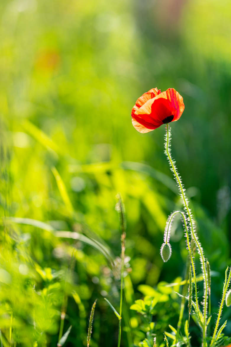 Le rouge et le Vert