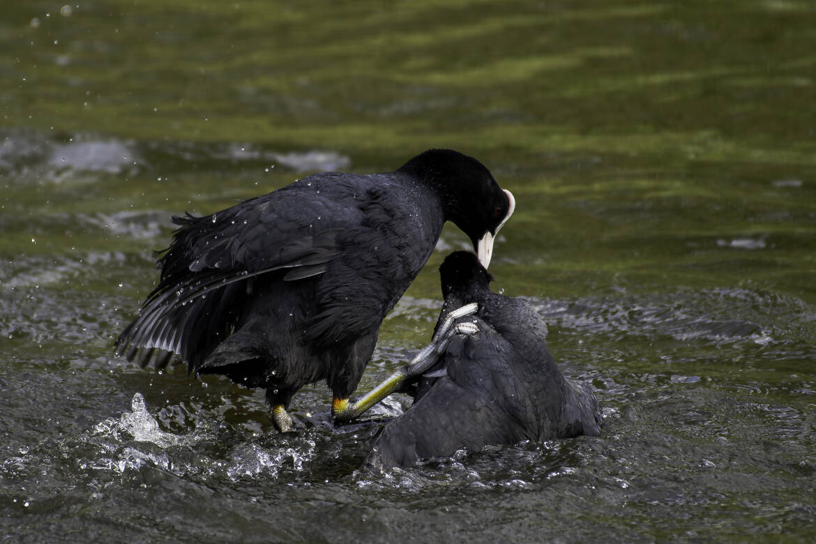 Disputes territoriales entre foulques !