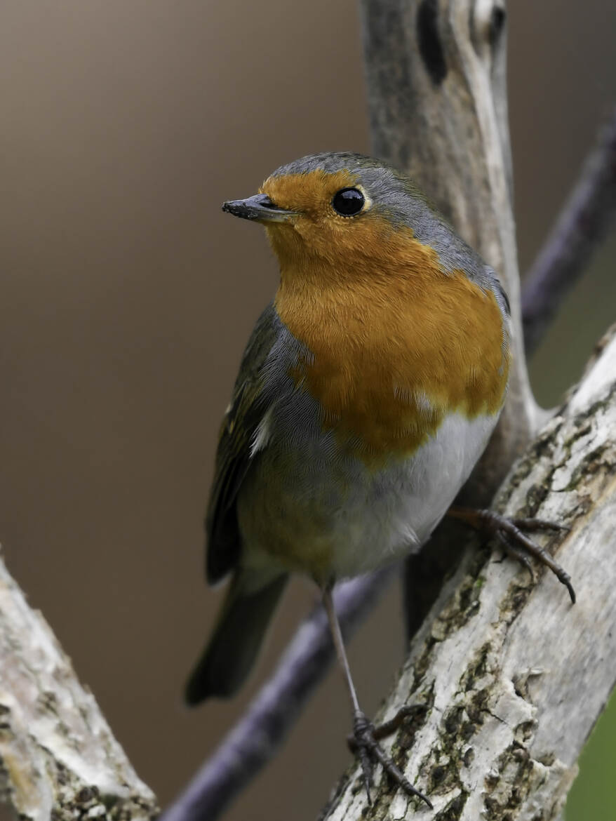 Le Rouge-gorge familier