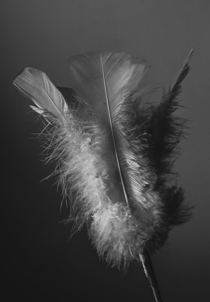 plumes