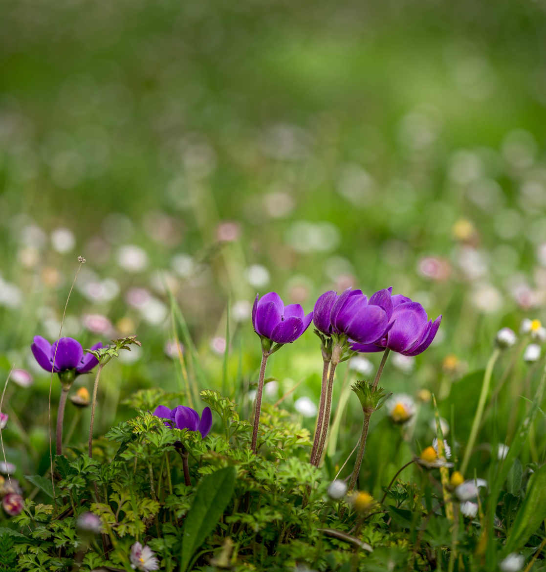 Un avant-goût de printemps