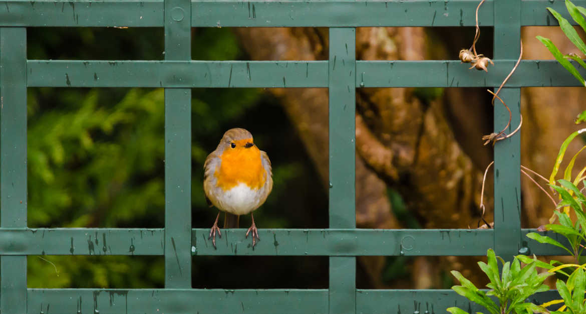 Rouge gorge