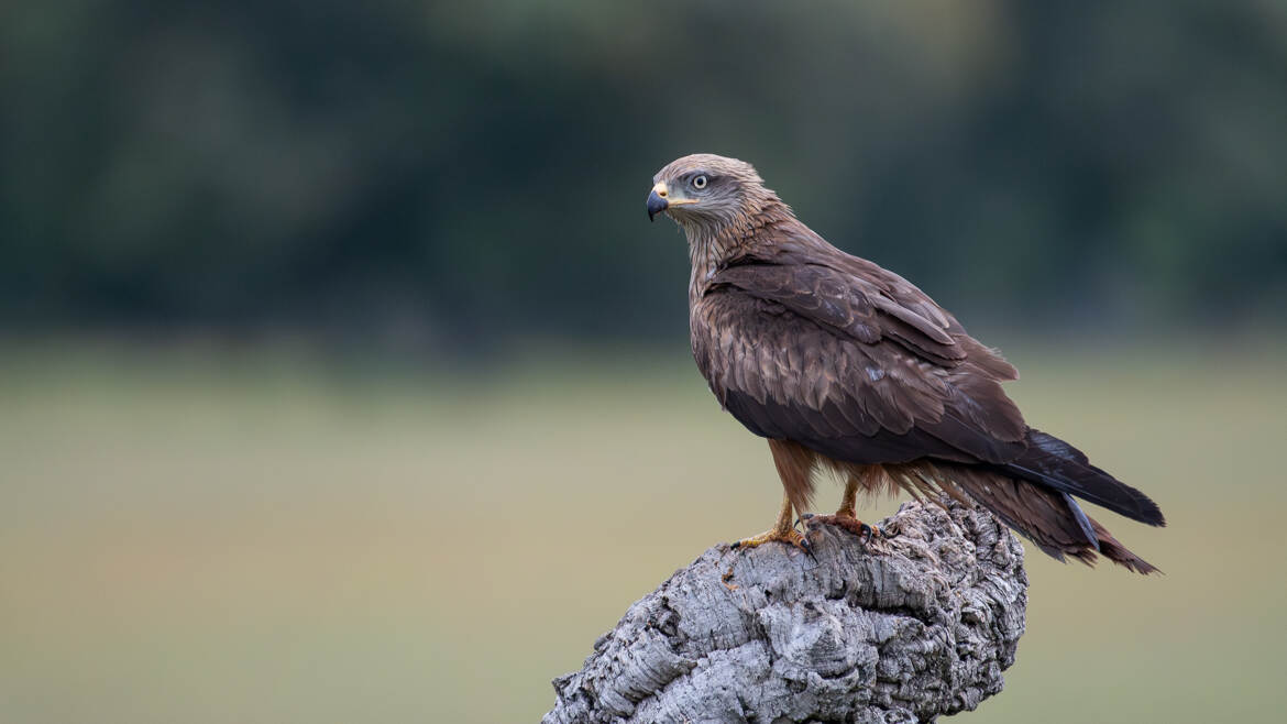 Sous l'oeil attentif du milan noir