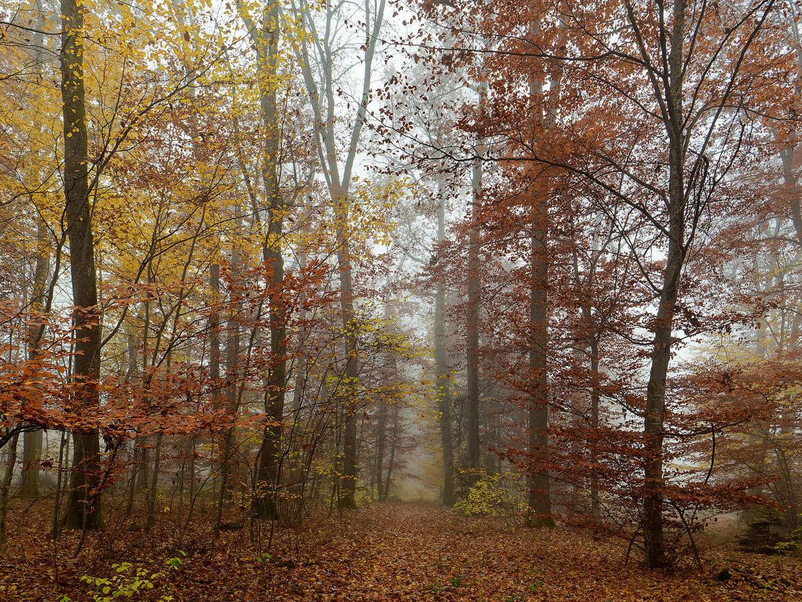 Brume d'automne