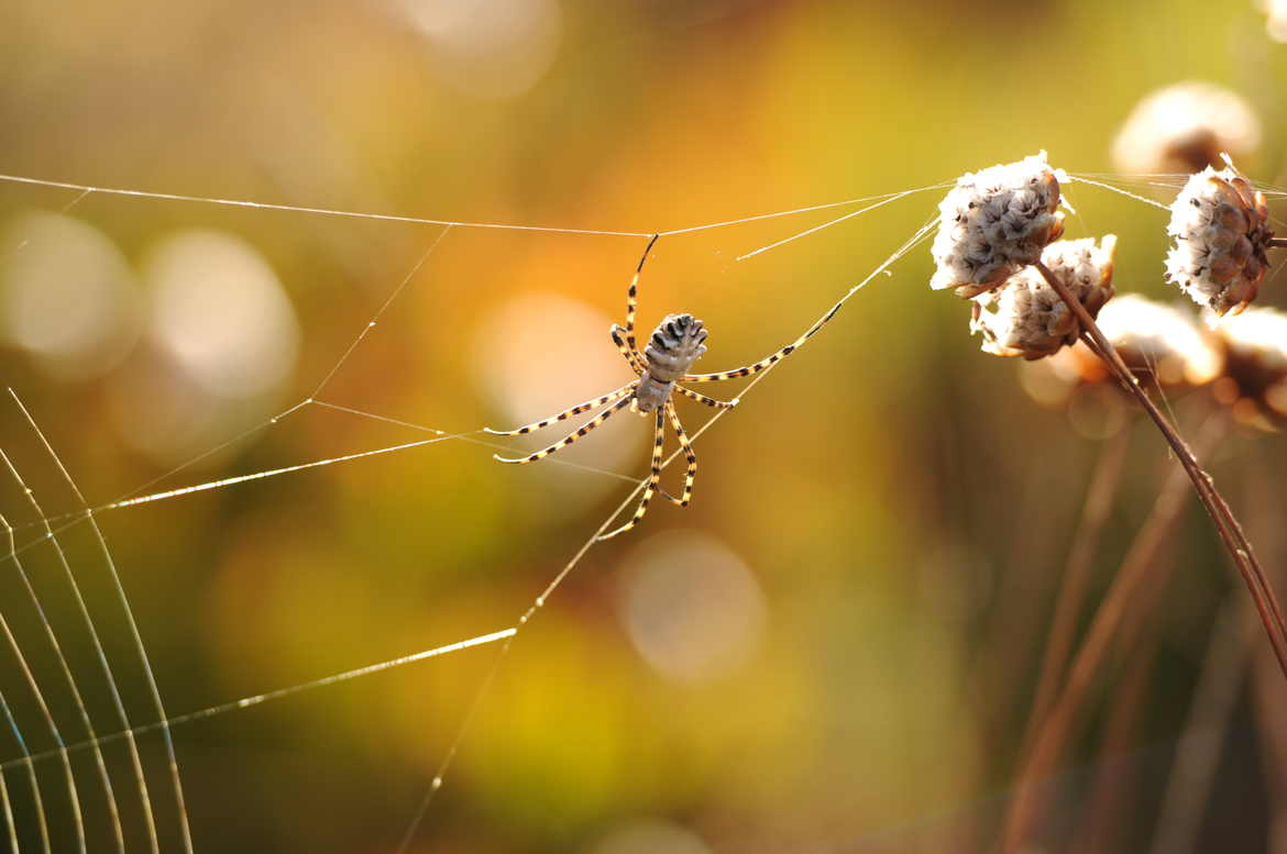 araignée du matin