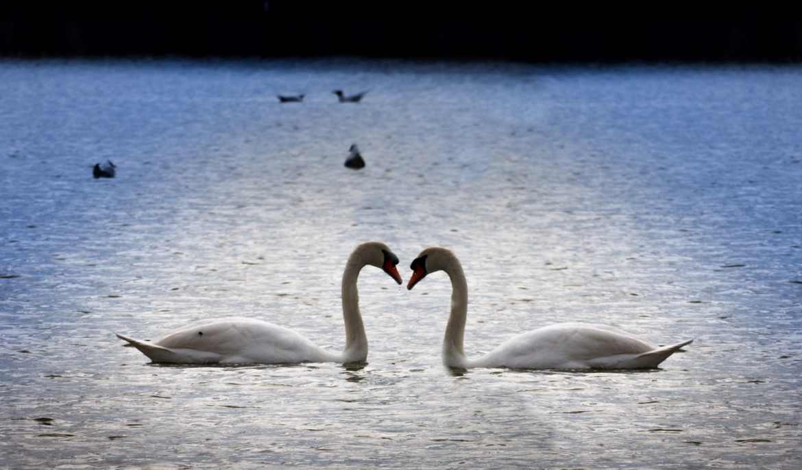 cygnes d'amour