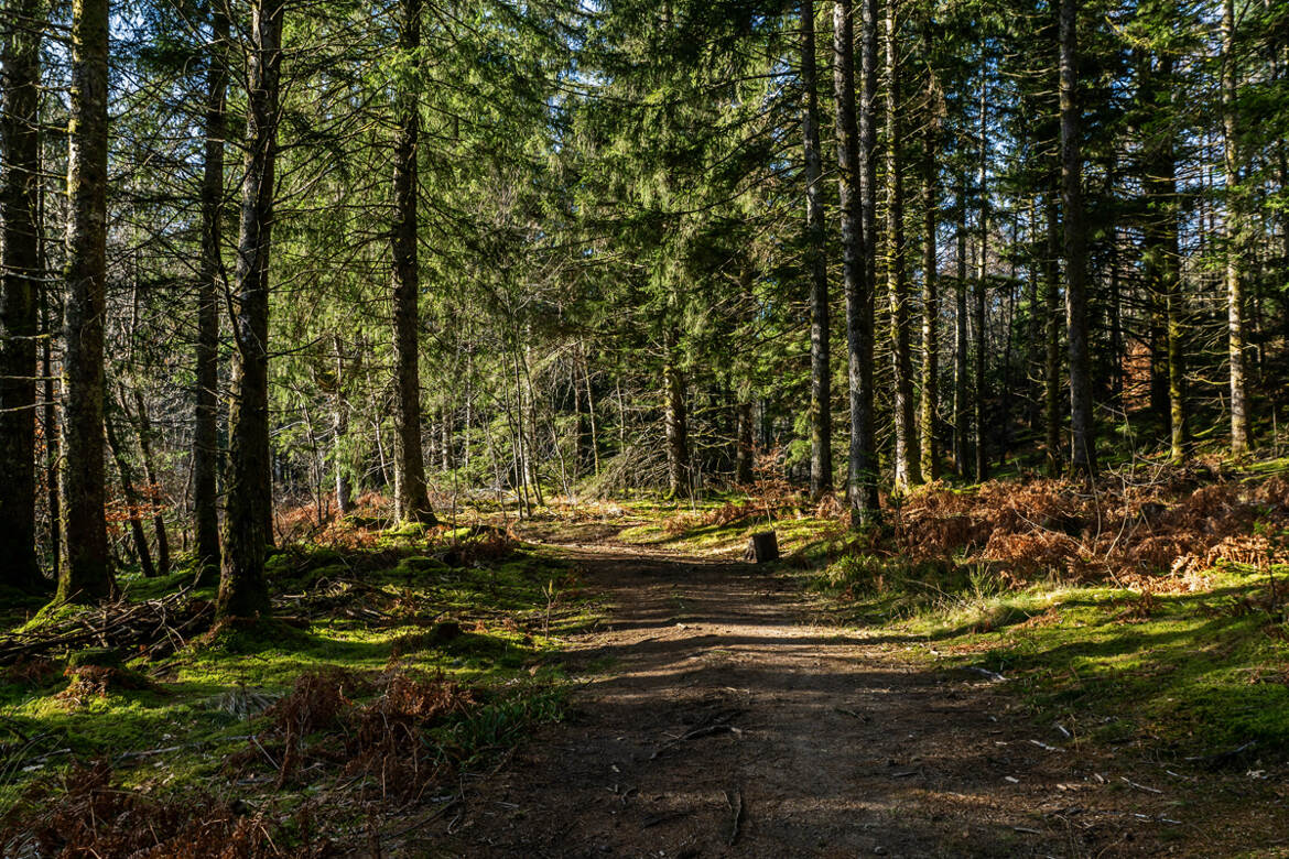 Sous bois ensoleillé