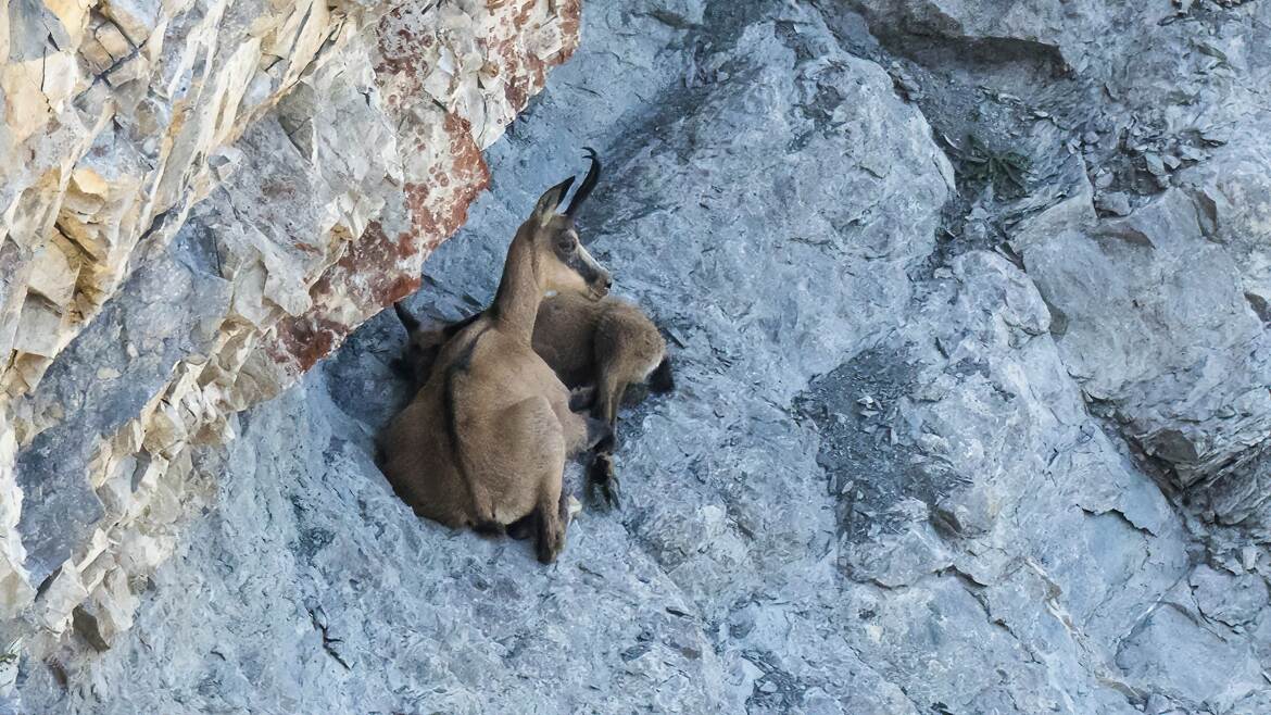 Chamois au repos