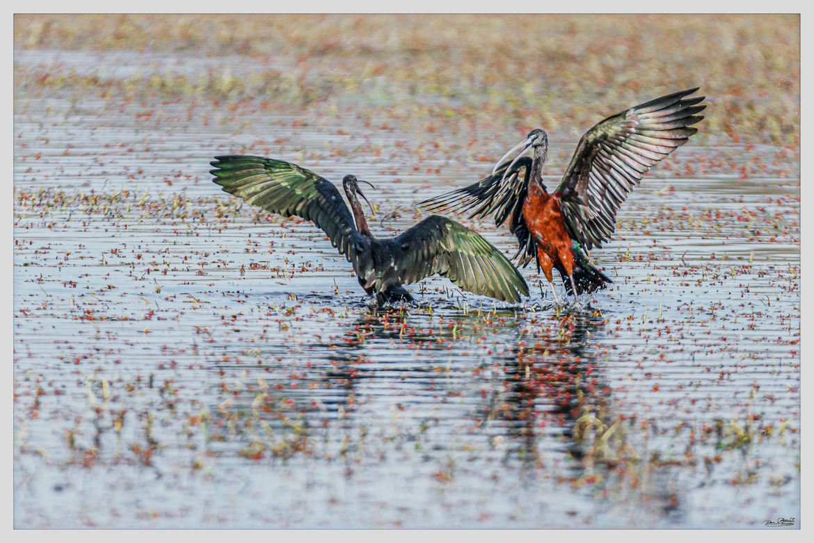 Fight chez les Ibis falcinelle