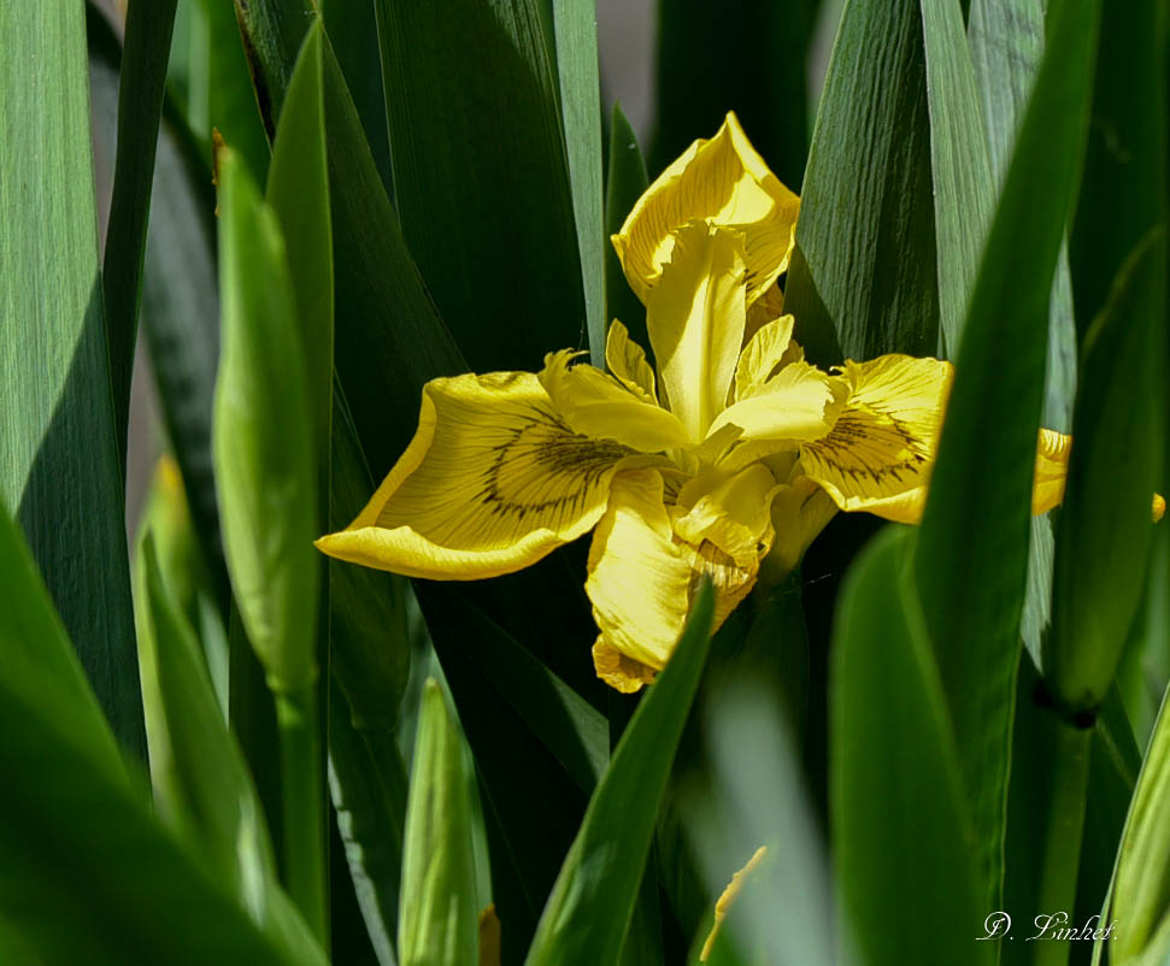 Iris beauté de la nature. 4