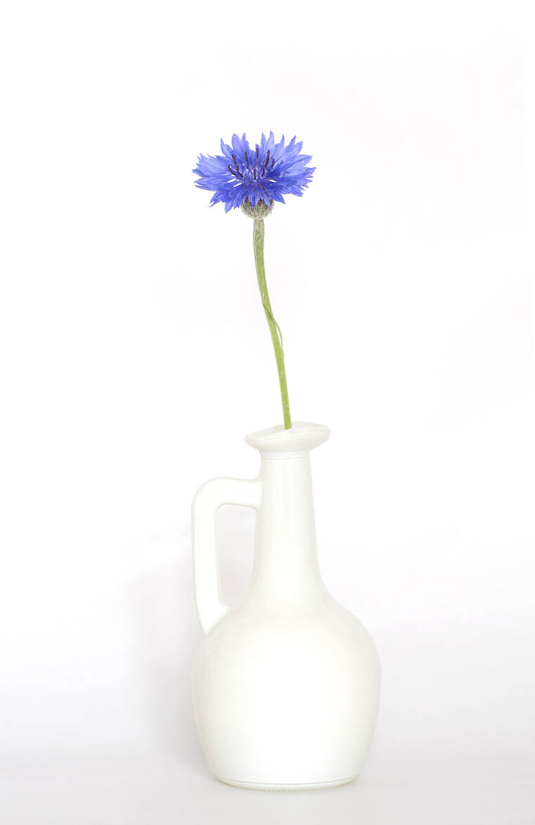 Bleuet (version ) originale