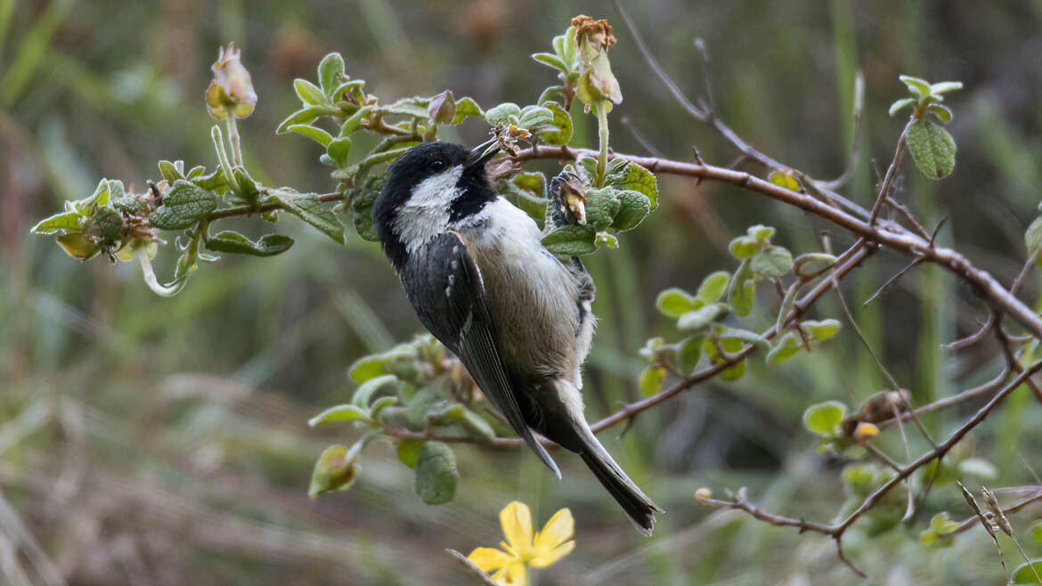 Mésange noire