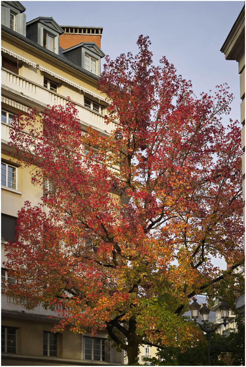 Automne en ville