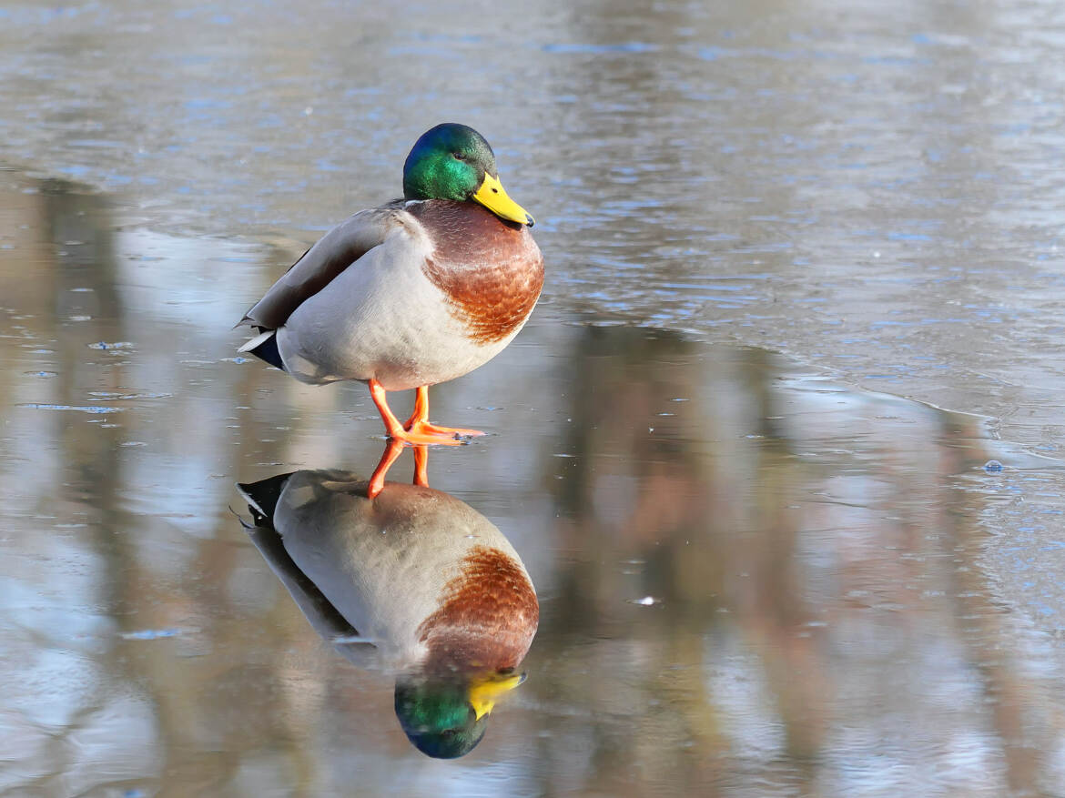 Dodu sur glace