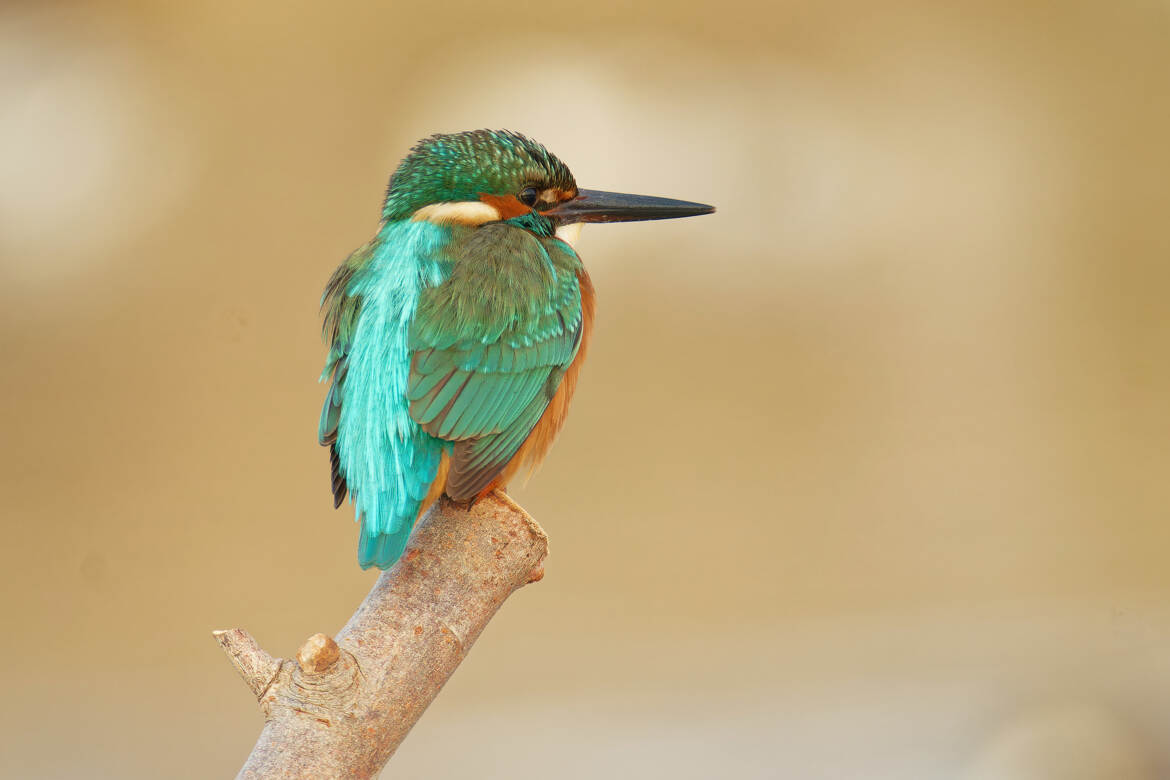 On ne s'en lasse pas...