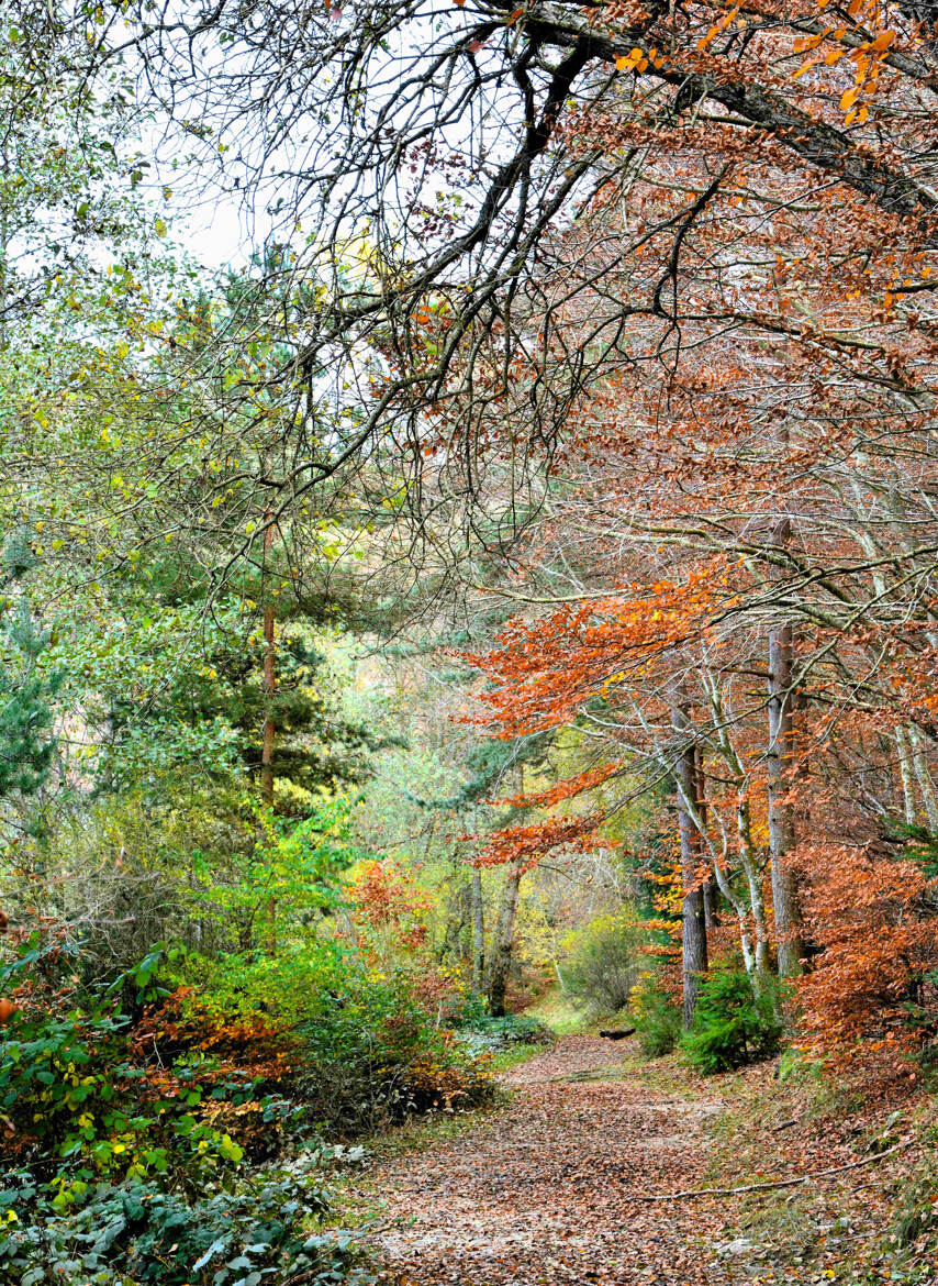 La forêt enchantée