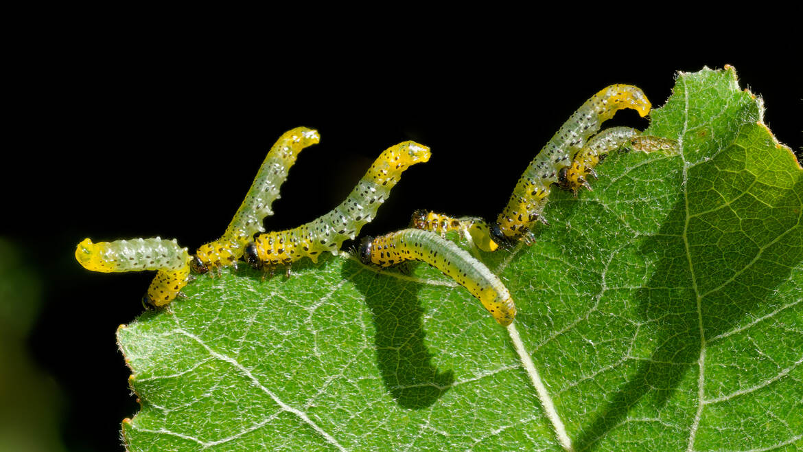 Tenthrèdes
