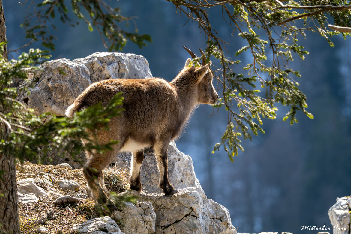 Jeune bouquetin en observation