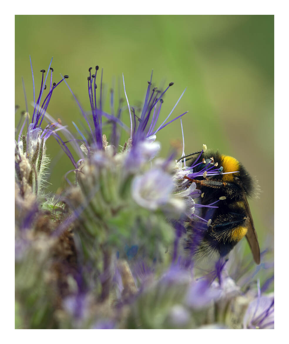 Pollinisation