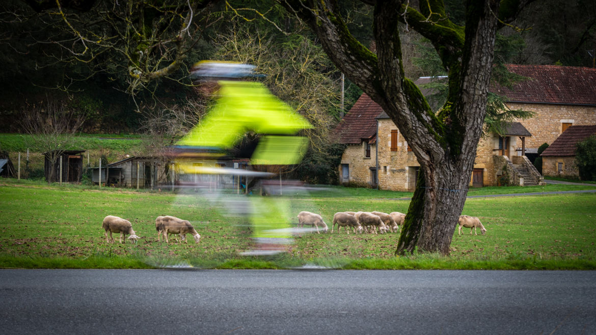 Les moutons et le cycliste