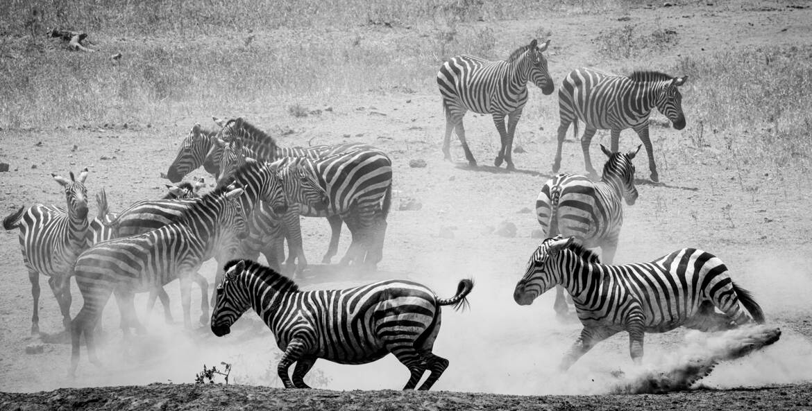 fotoduelo 2eme trimestre 2025 - Noir et Blanc