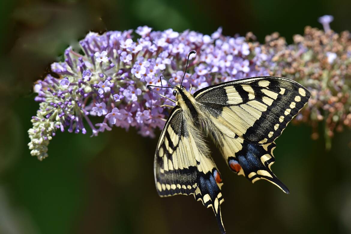 Festin royal pour le machaon