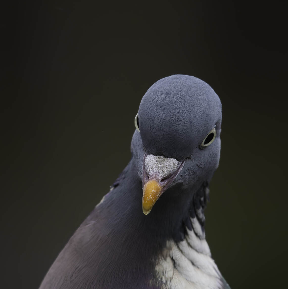 Pigeon ramier également connu sous le nom de palombe.