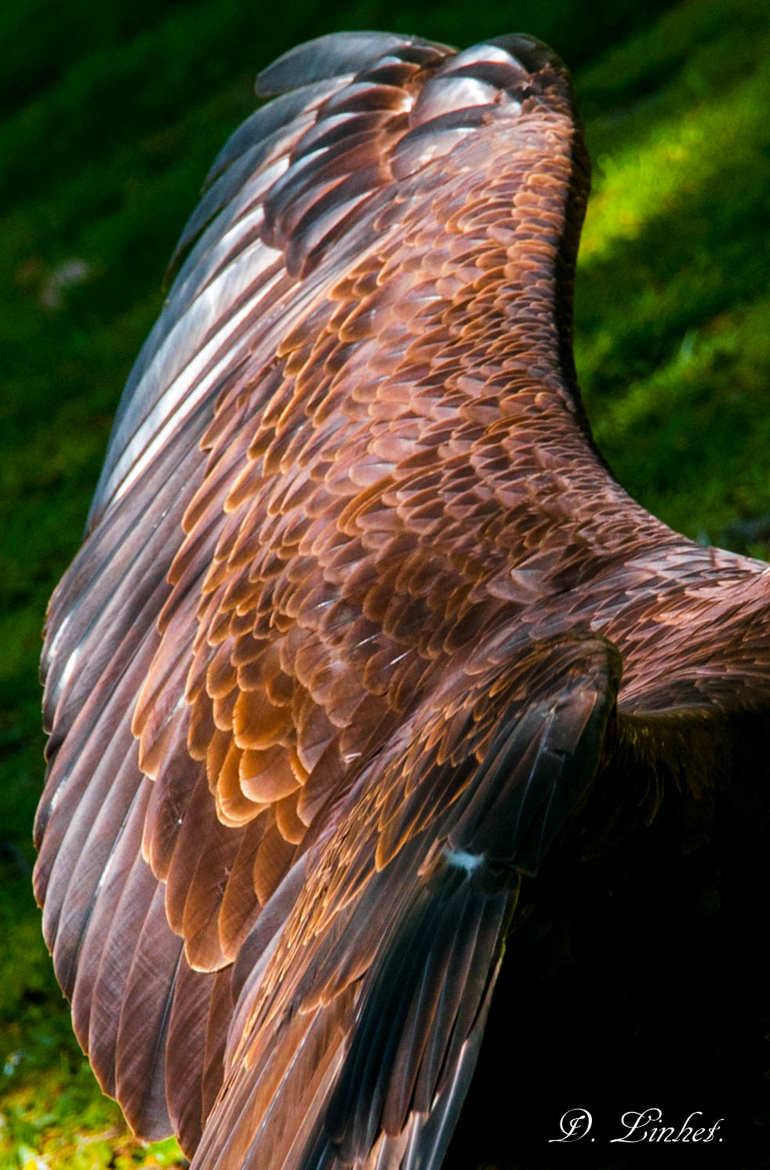 L'aile de l'aigle
