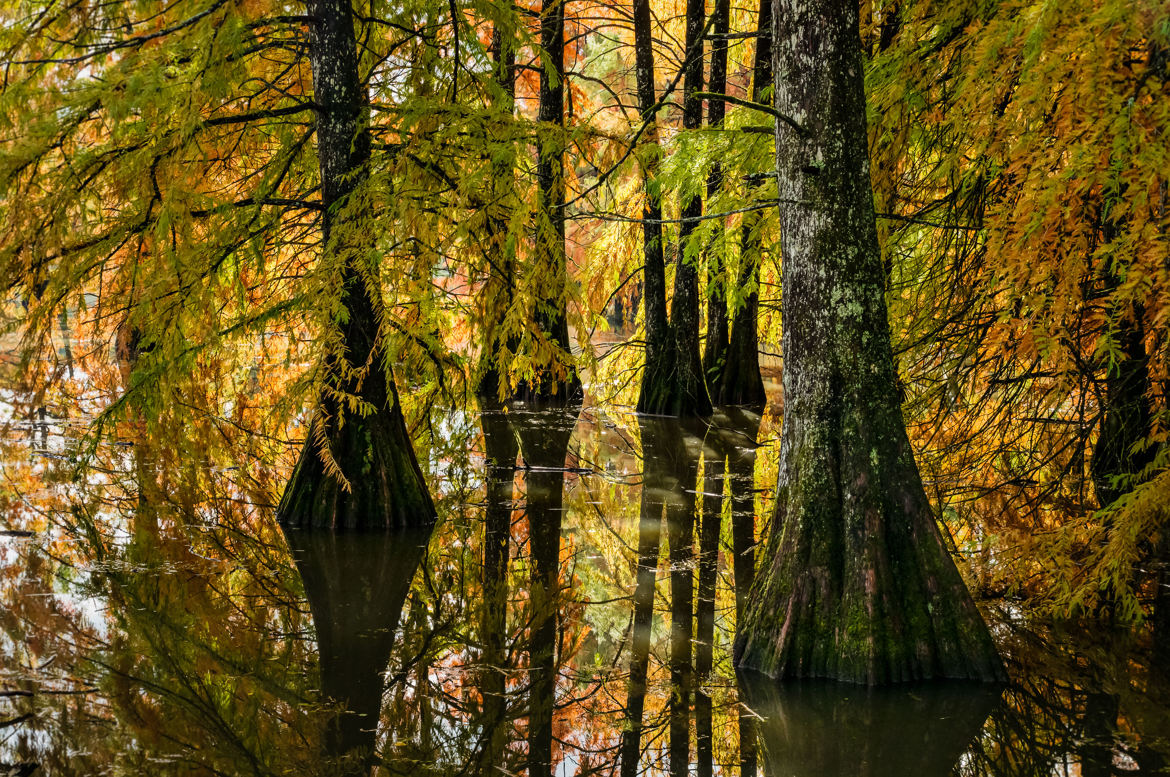 Bayou Isérois