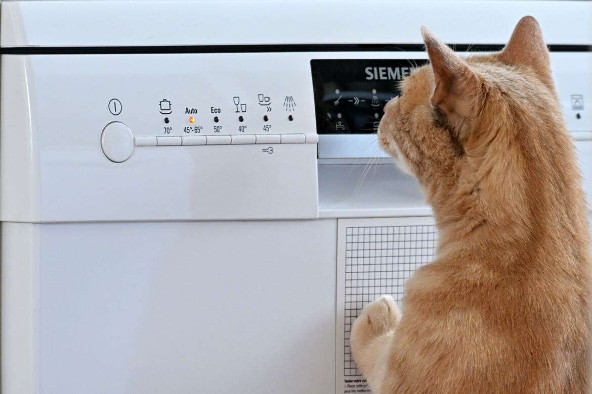 Curieux comme un chat.