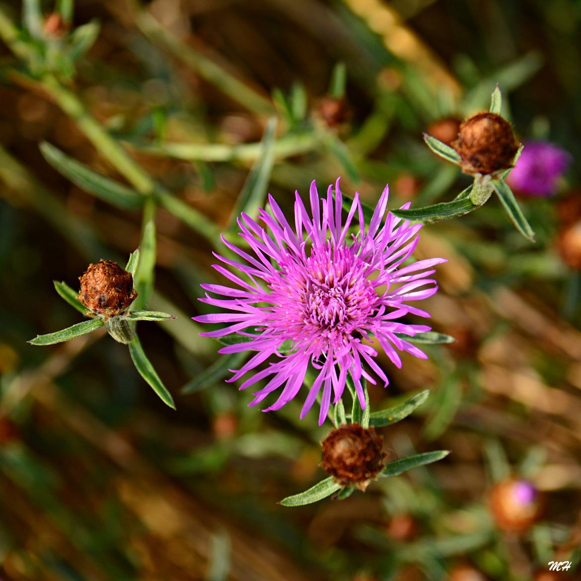 Fleur et boutons