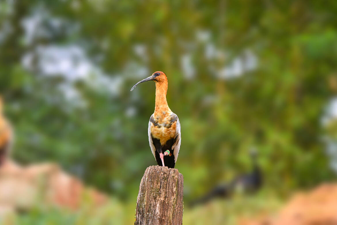 ibis