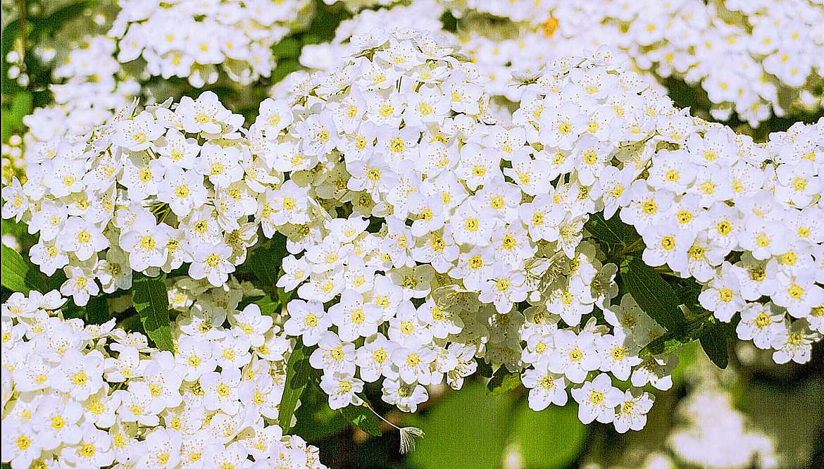 petites fleurs blanches v2