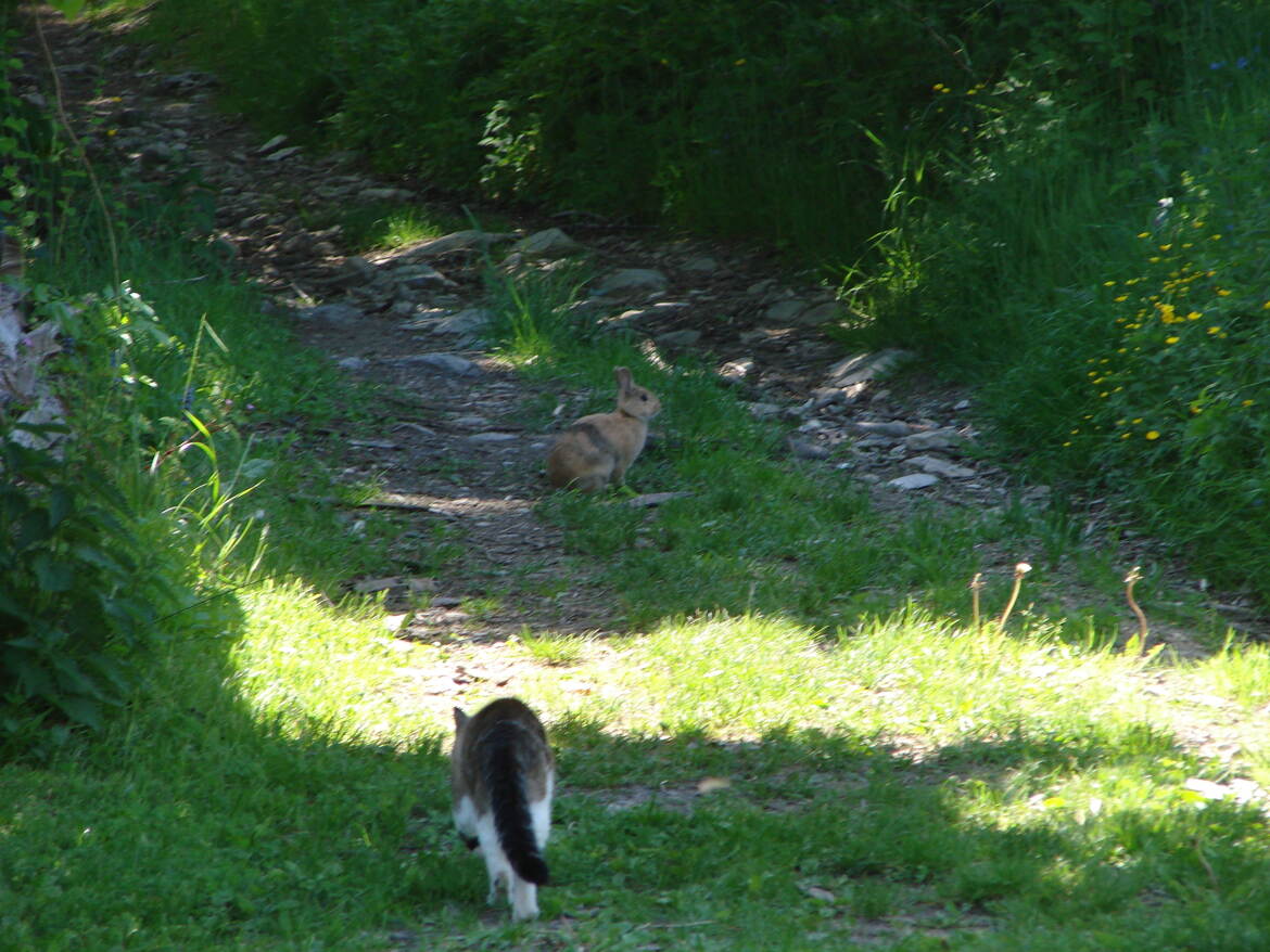 Le chat et le Lapin