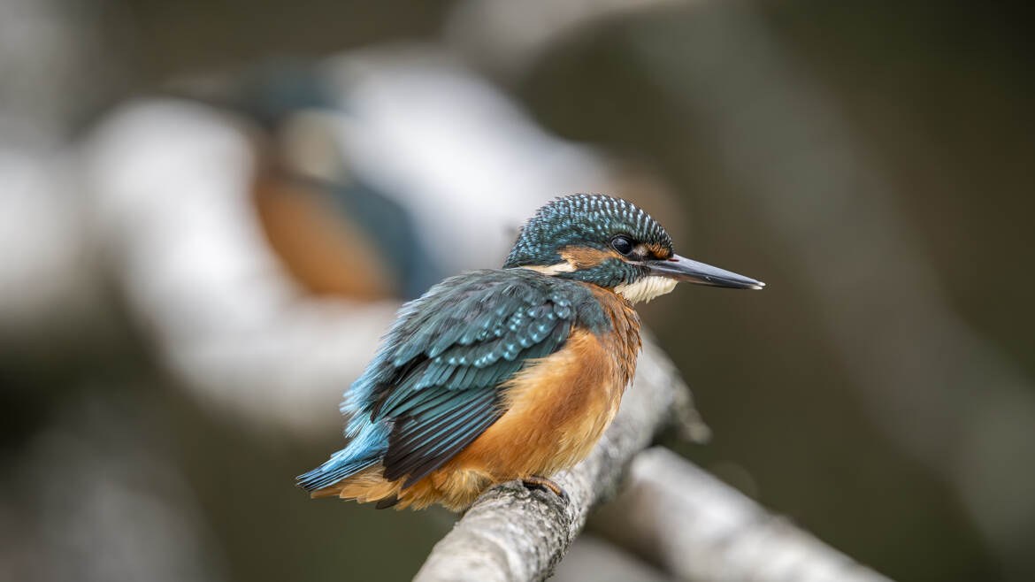 Un martin pêcheur peut en cacher un autre...