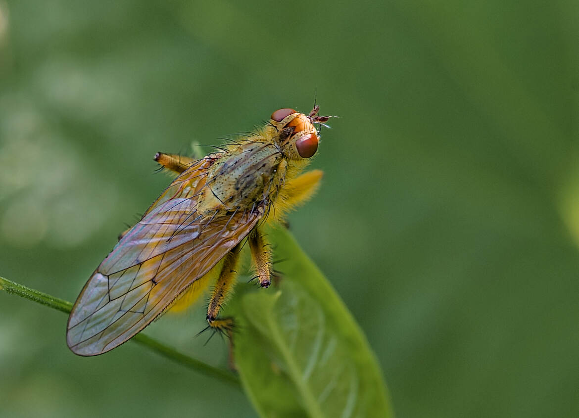 Scatophage du fumier