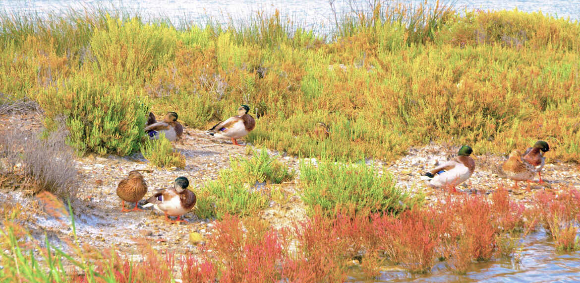 La danse des canards