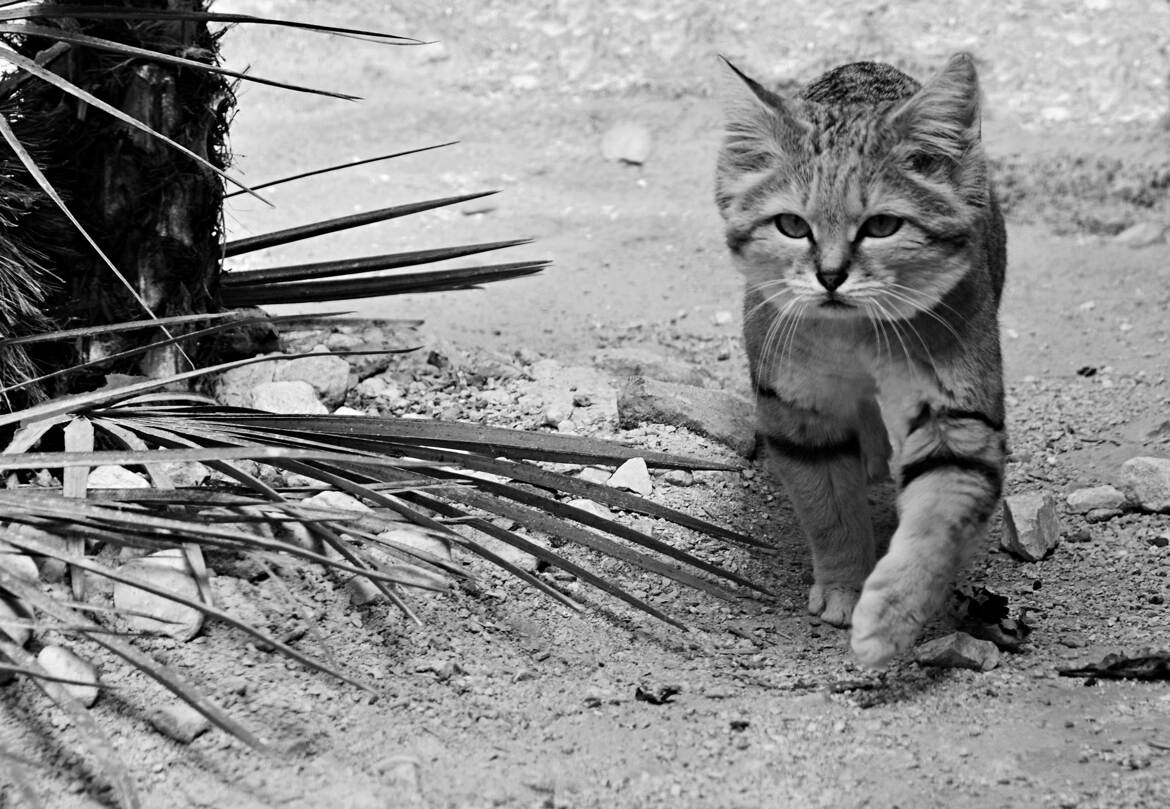 Chat des sables