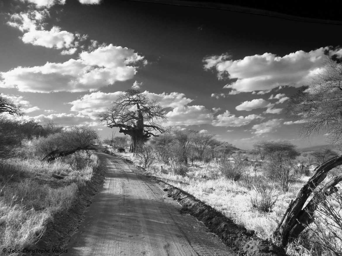 Chemin de brousse  Tanzannie