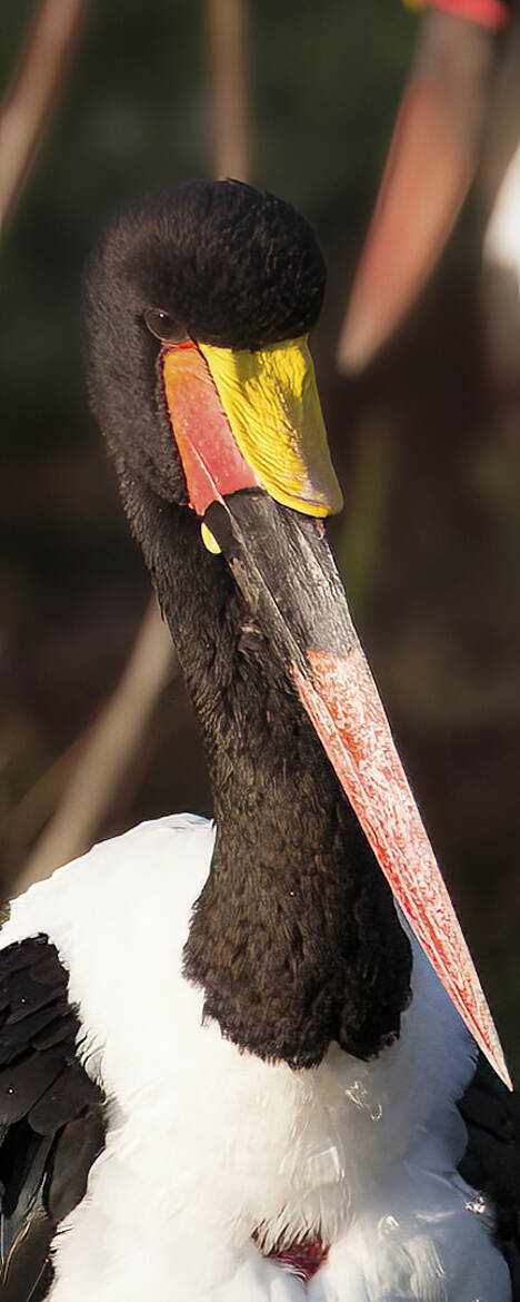 Portrait de Jabiru