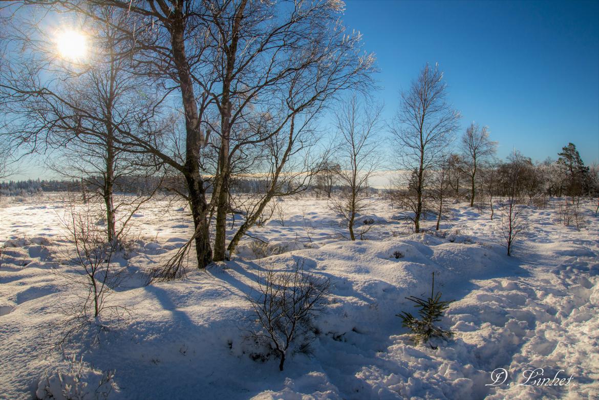 La Fagne sous la neige. 7