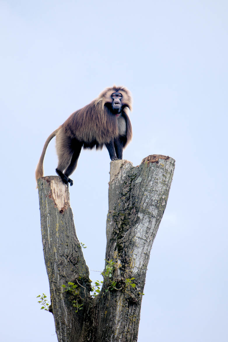 Gelada dominateur !