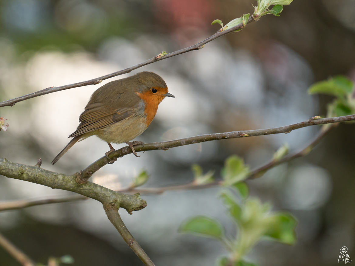 Le rouge gorge